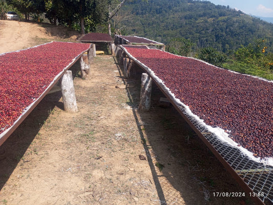 Natural Bolivian Pacamara