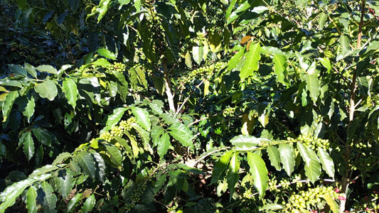 Organic Washed Bolivian Gesha